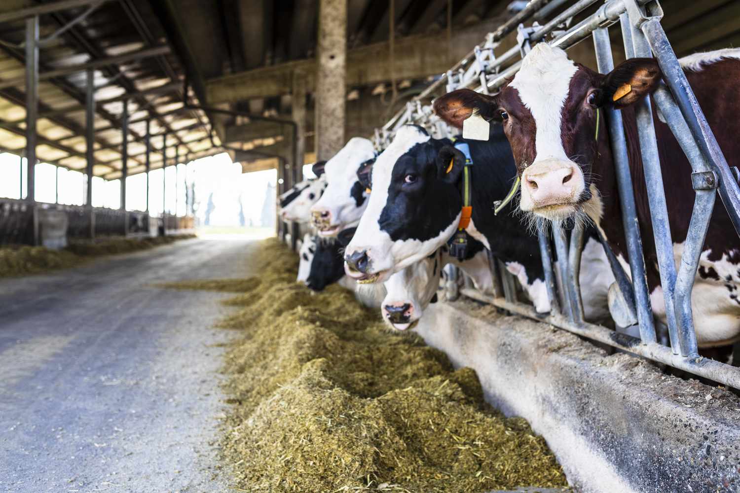 Dairy Consultancy 2