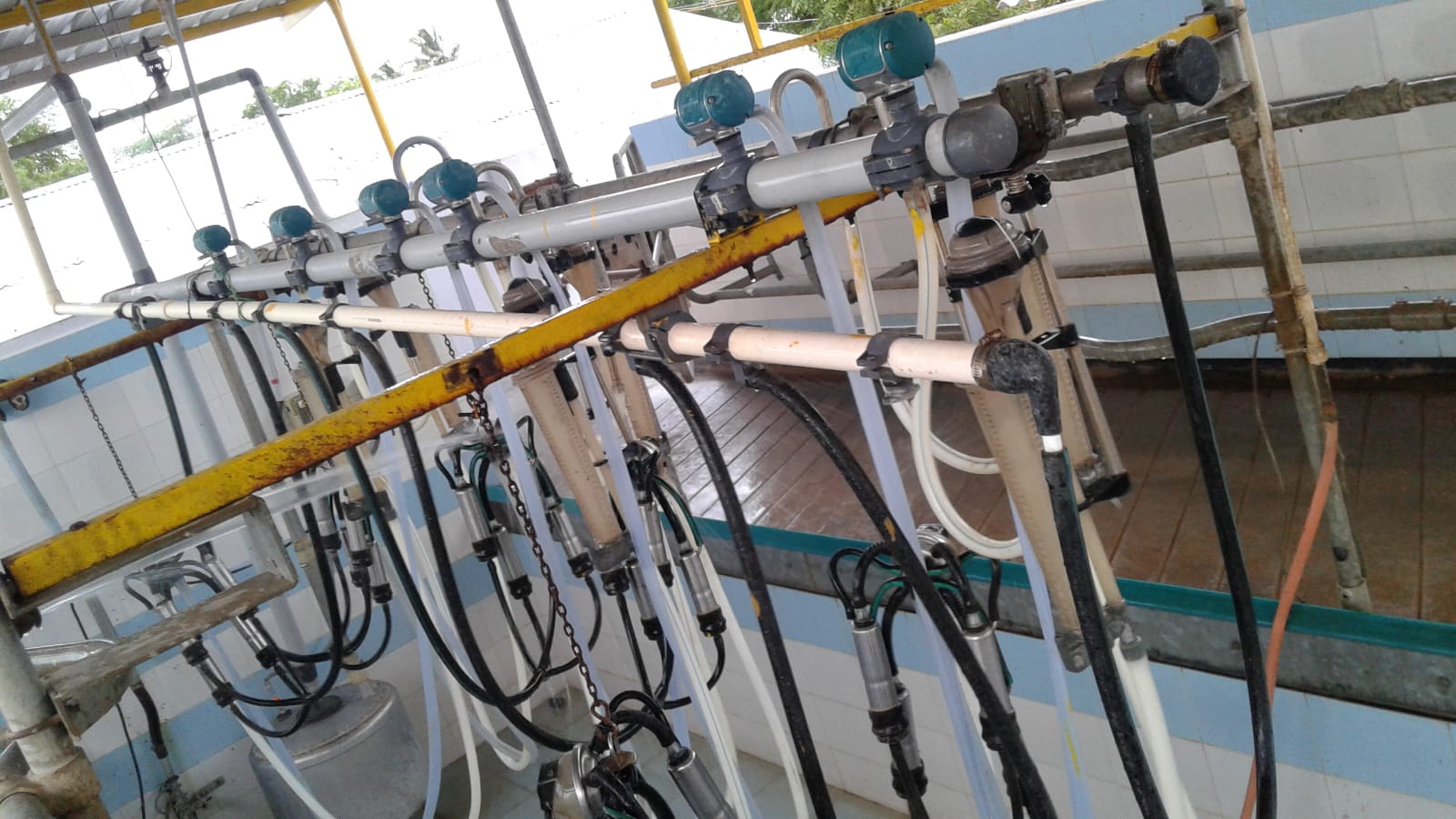 Dairy Consultancy 3