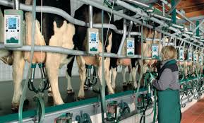 Dairy Consultancy 3